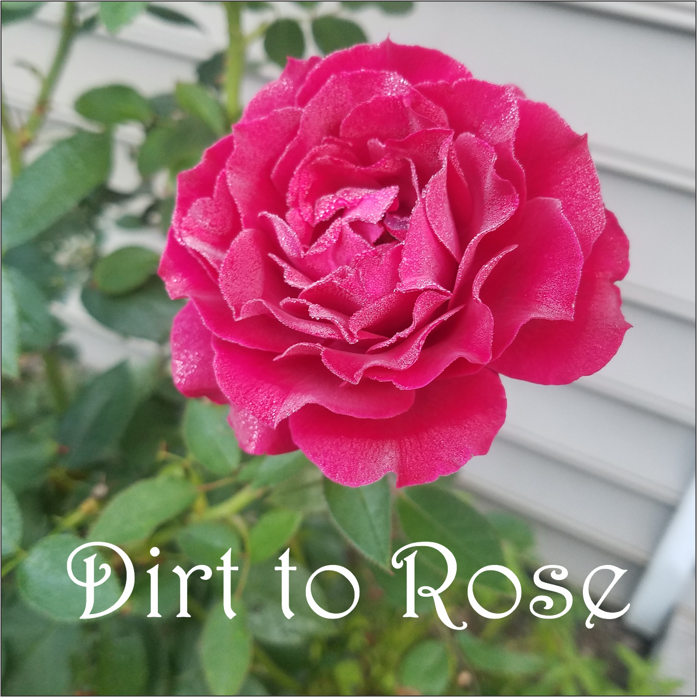 Dirt to Rose